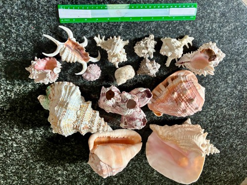 Collection large sea shells - of,