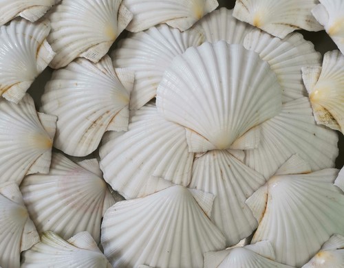 Extra large scottish scallop - 6,