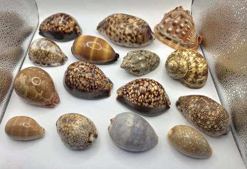Bundle large sea - bundle, 15