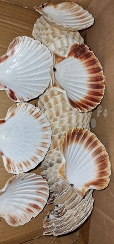 Scallop shells 13cm - shells, 11-13cm
