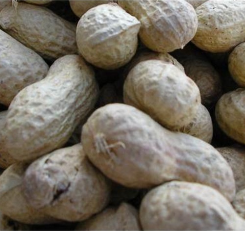 Nuts shell - shell, (monkey