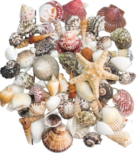 1kg assorted mixed seashells - assorted,