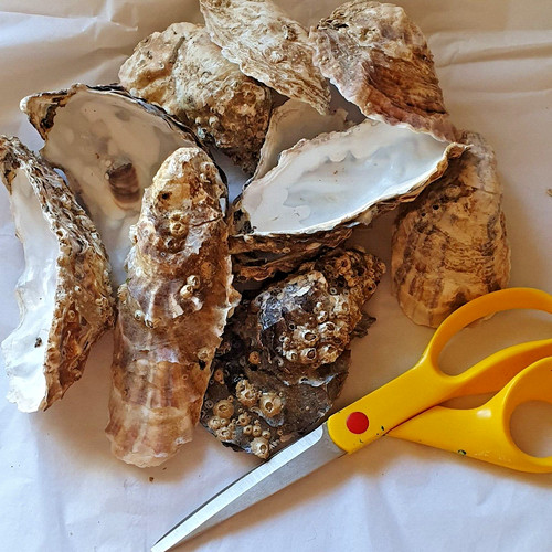10x thames london large oyster - large,