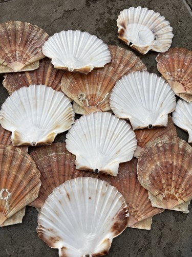 10x natural king sea scallop - natural,