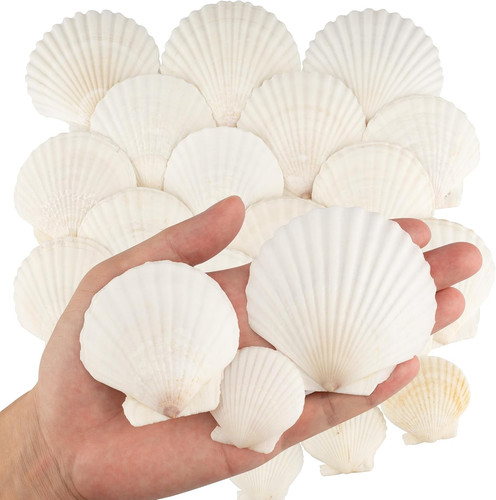 30pcs sea shells size white - 30pcs, 3