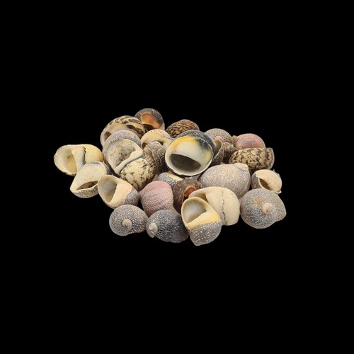 Mixed sea shells beach craft - mixed,