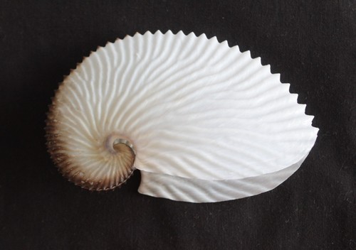 Paper argonaut seashell - 'paper,