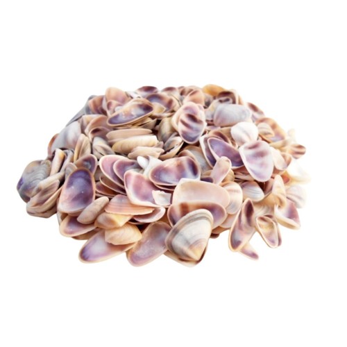 Natural beach shells seashells - beach,