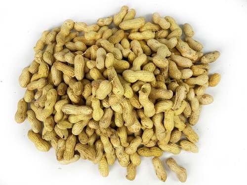 Peanuts shells monkey - peanuts,