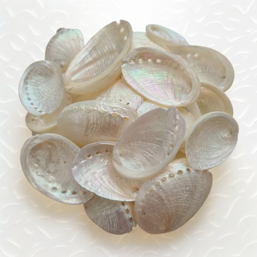 Abalone shell seashells - abalone,