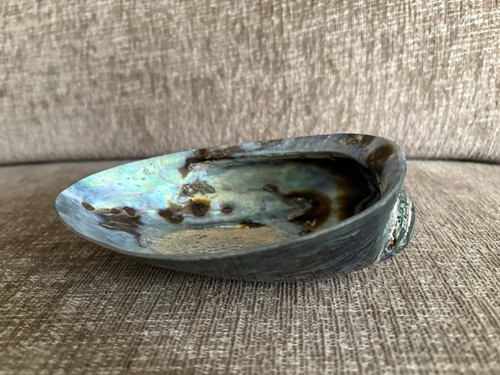 Vintage abalone shell x - abalone,