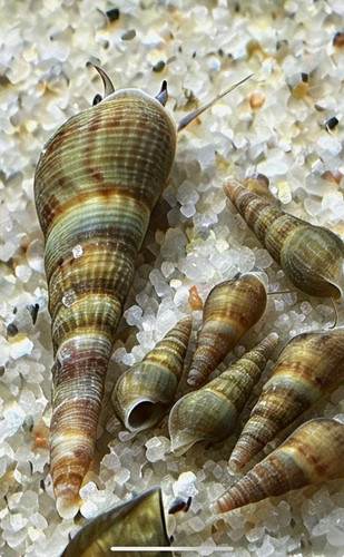 Malaysian trumpet snails live - trumpet,