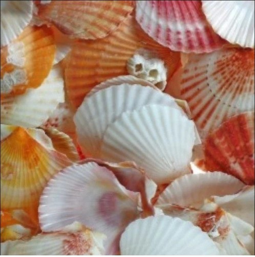 Natural beach shells seashells - beach,