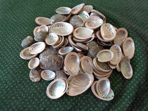 Abalone sea shells 5 - abalone,