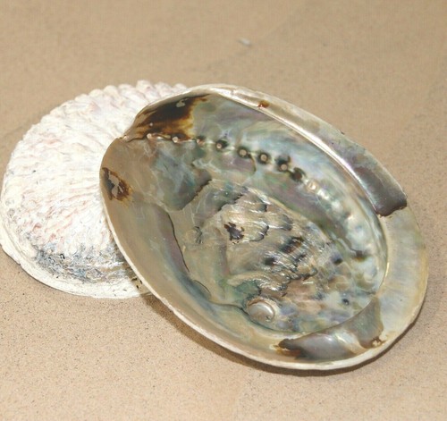 Abalone shell natural paua - shell,