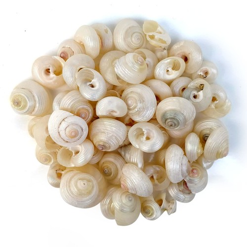 Top shell pearlised monita - shell,