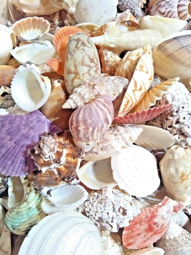 Mixed sea shells 450g large - mixed,