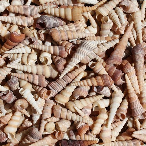 Screw shell pack 6cm - screw,