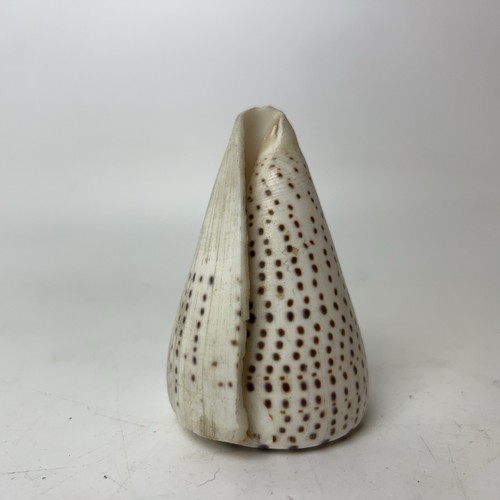 Leopard beach cone seashell - leopard,