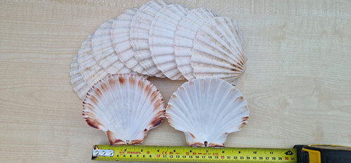 Pack natural scallop - 10,
