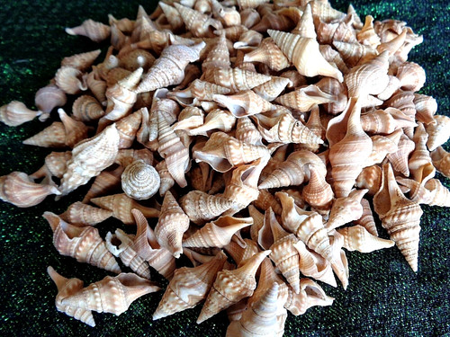Tiny sea shells chinna - sea,