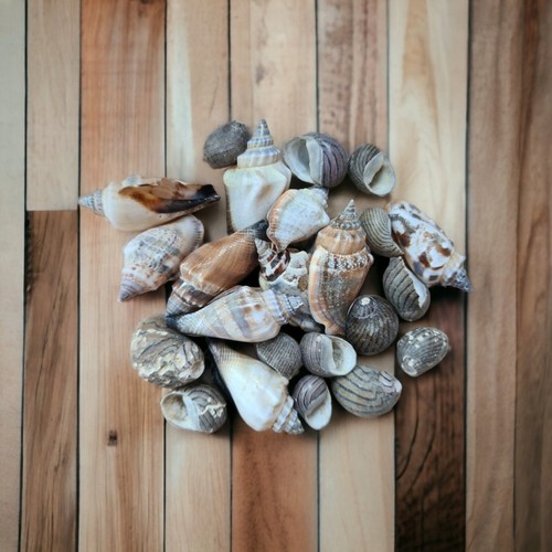 Mixed sea shells beach - shells, craft