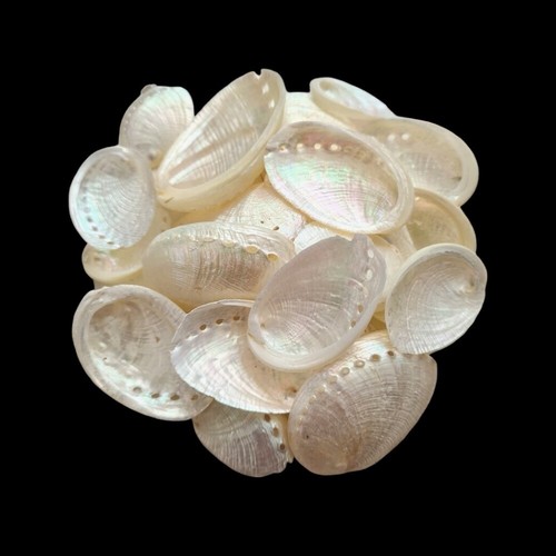 Natural beach shells - beach,