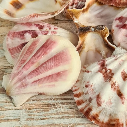 Natural beach shells - beach,