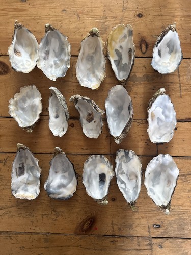 Natural fossiled oyster - natural,