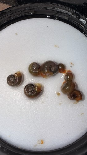 X10 shells aquarium ramshorn - aquarium,