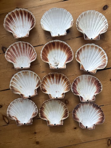 Scallop shells similar sizes - 9,