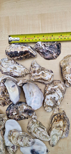 Natural oyster shells - 20,