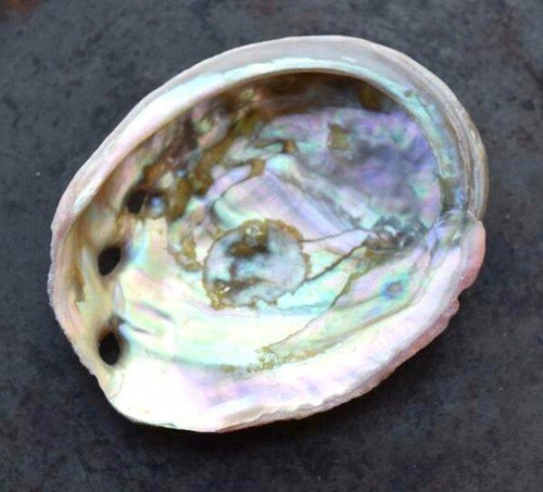 Abalone shell natural - abalone,