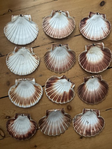 Scallop shell lid similar - scallop,