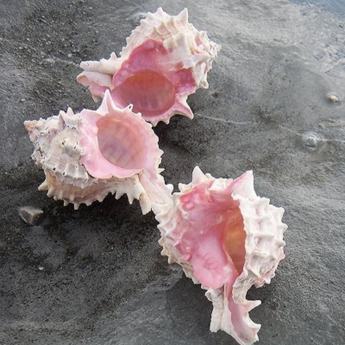 Rose murex shell vokesimurex - shell, |
