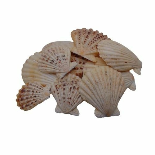 Natural shells seashells - -,
