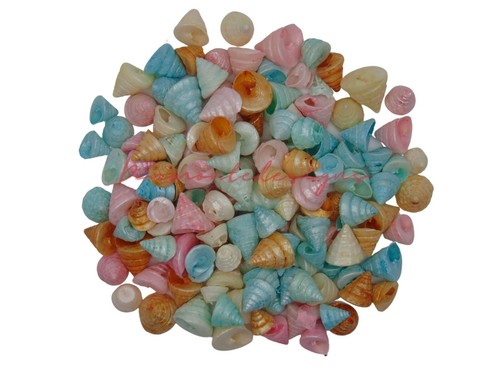 Natural shells seashells - -,