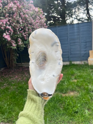 Large oyster shell flats - , (top