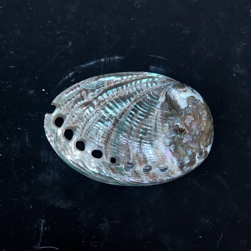Polished blue abalone - 1, x