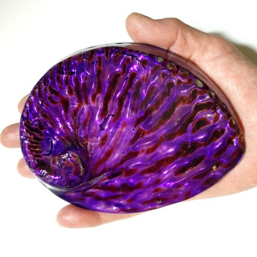 Purple polished abalone both - polished,