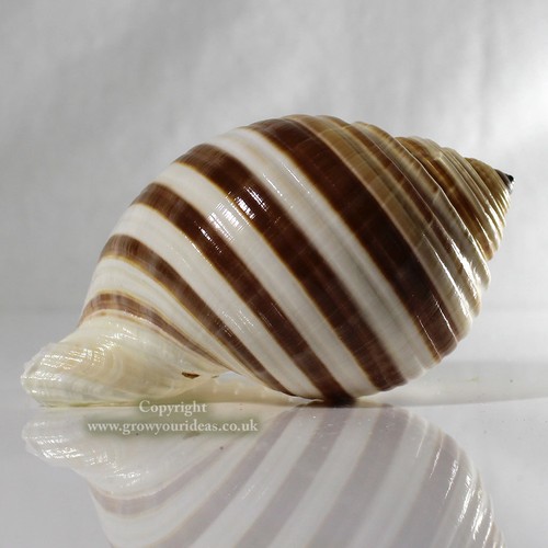 Tonna banded large 10cm sea - 8-10cm,