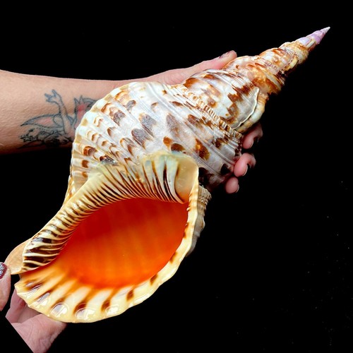 Extra large triton - extra, seashell