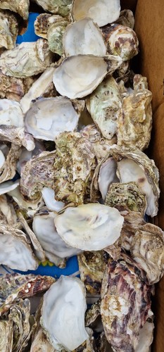 Natural oyster shells for - oyster,