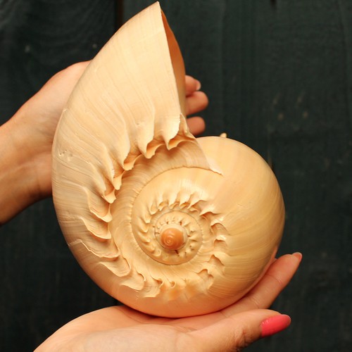 Extra large melon - melon,