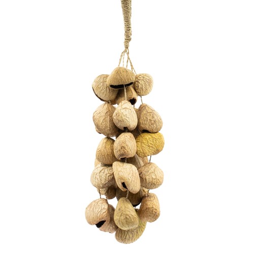 Medium pangi seed - medium,