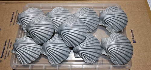 Silver scallop shells - ,
