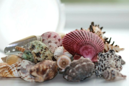 Shells mixed sea 750g - shells,