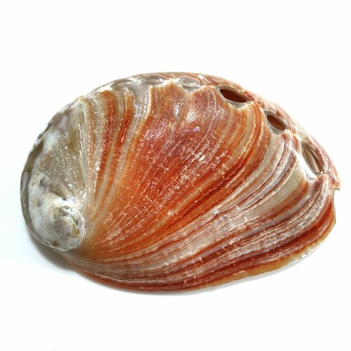Polished red abalone - 1,
