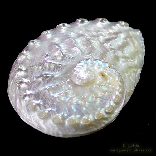 Pearlised abalone shell - abalone,