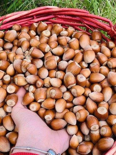 Premium hazelnuts shell - premium, –